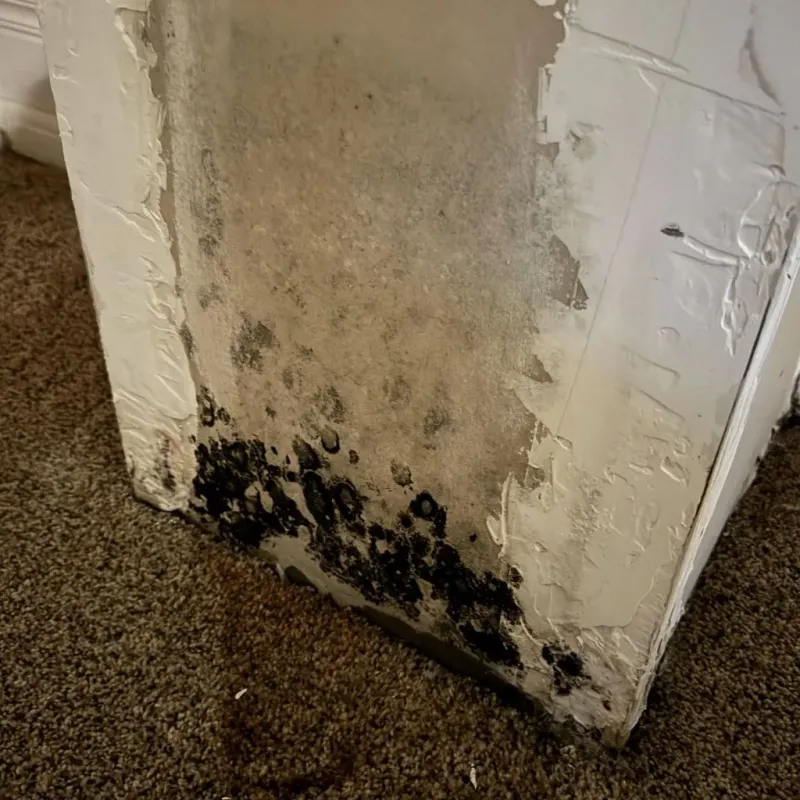 Professional Mold Removal in Owensville, IN